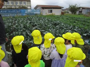 学校で育てている野菜もたくさんあるね！